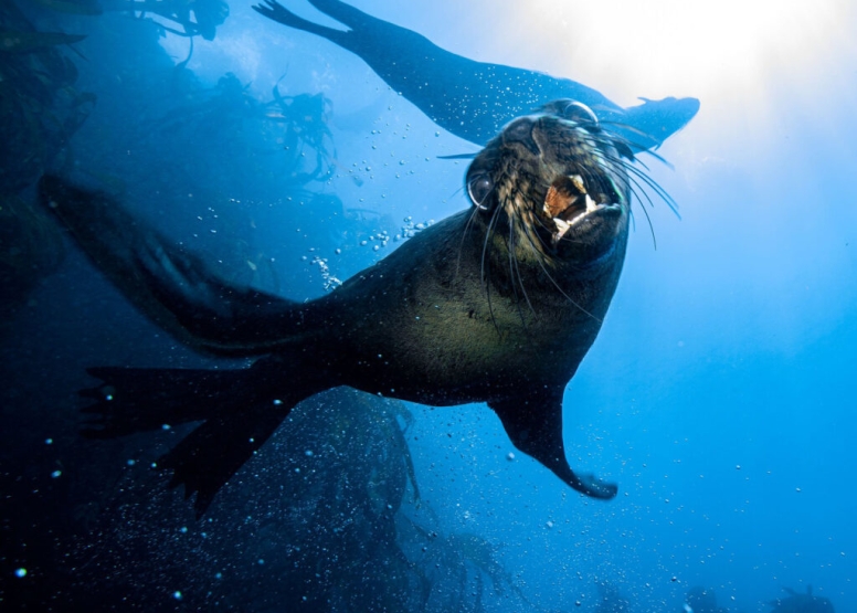 Freedive or snorkel with Seals Simon's Town image 2
