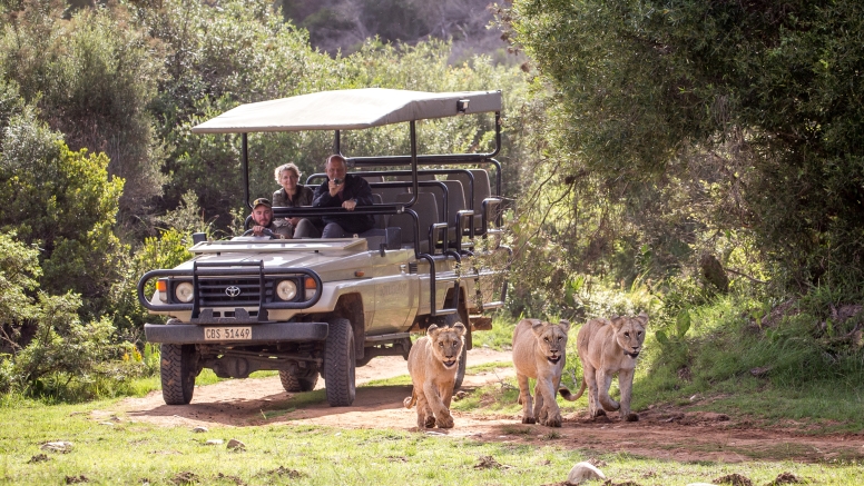 Guided Game Drives image 9
