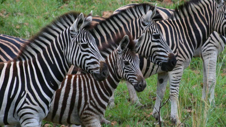 Game Drive Bakubung Gate SA Residents image 11
