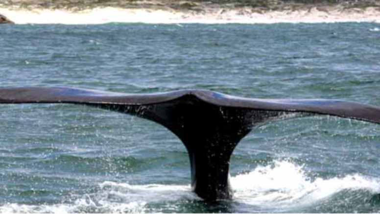 Abseil Shark Cage Diving and Whale Watching Adventure Combo Cape Town image 8