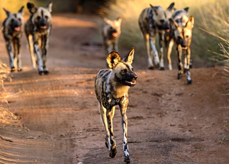 Morning KNP Safaris Open Vehicle image 6