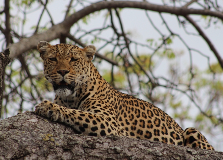 4 Day Encounter - The Kruger Park image 1