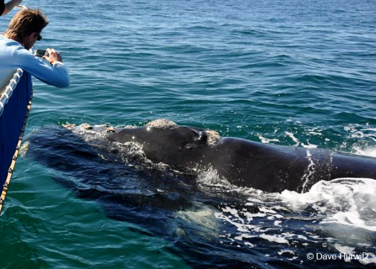 Cape Town Whale Watching Trip, activity in