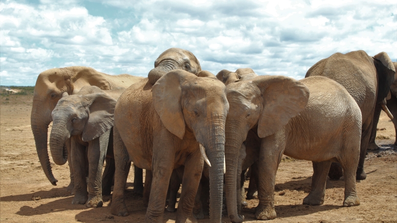 Xclusive Full Day Addo National Park Safari image 6