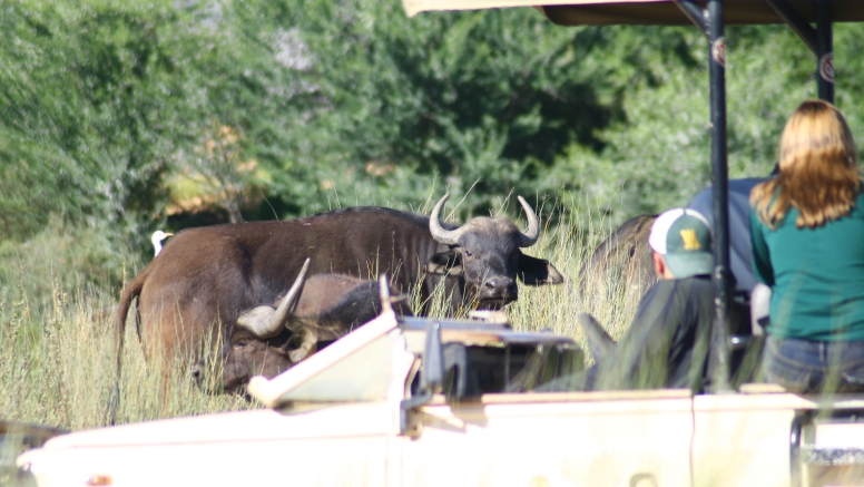 One Day Safari at Inverdoorn Safari Lodge & Game Reserve image 3