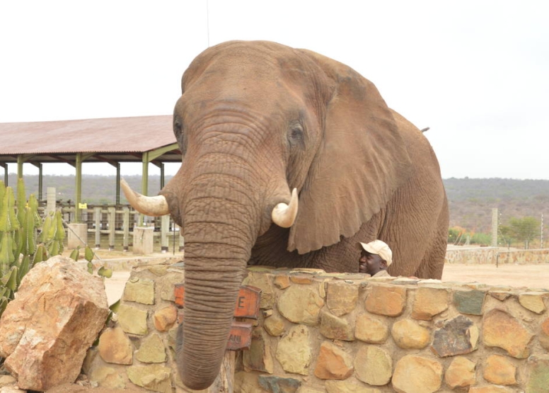 Elephant Moments at Jabulani Safari image 7