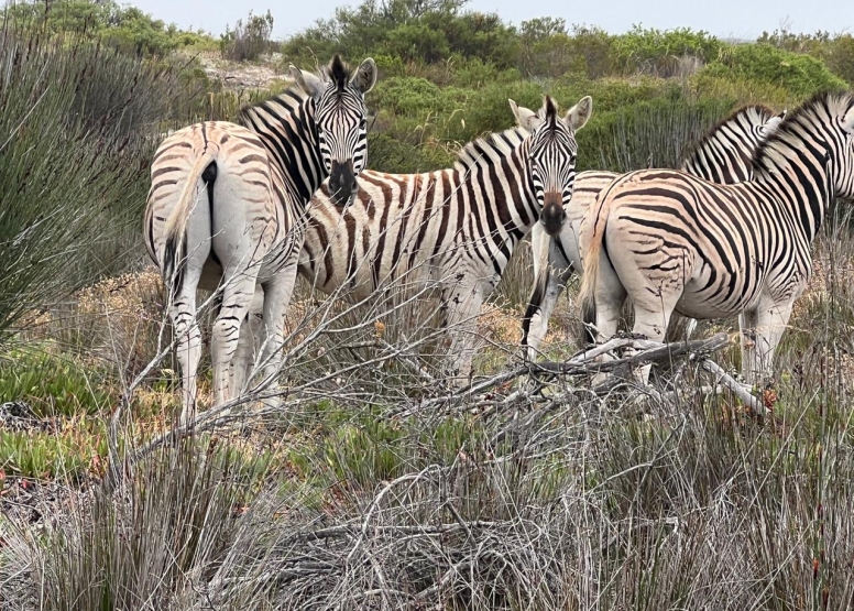 Afternoon Game Drive Yzerfontein image 6