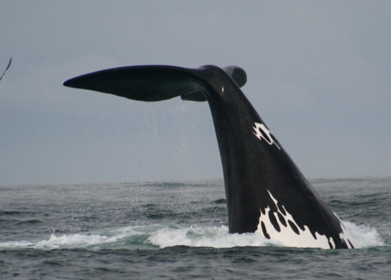 Whale and dolphin watching tour image 2