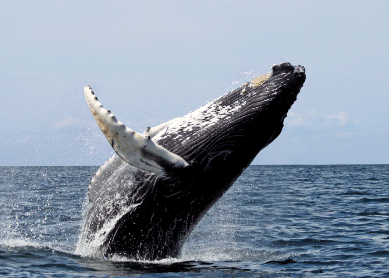 Whale and dolphin watching tour image 1