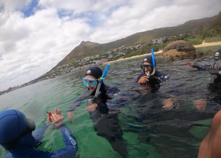 Freedive or snorkel with Seals Simon's Town image 4