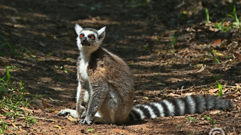 The Hidden Forest Wildlife Sanctuary image 9 The Hidden Forest Wildlife Sanctuary image 9