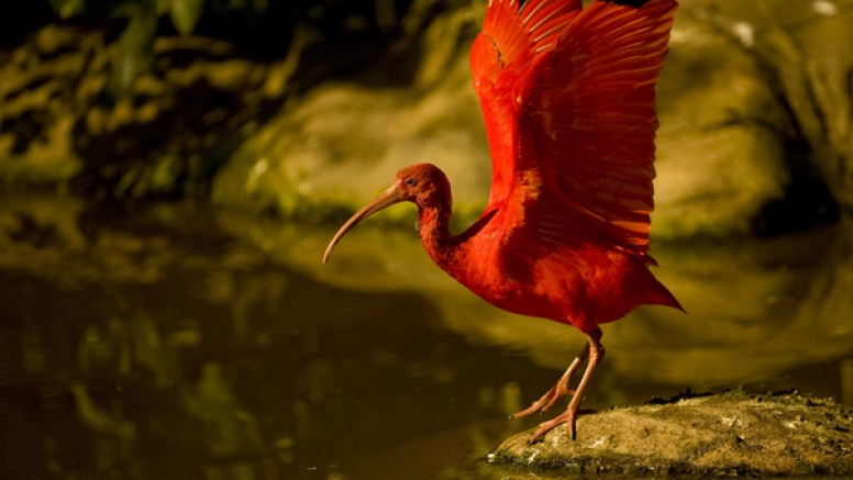 Birds of Eden and Jukani Wildlife Sanctuary image 6