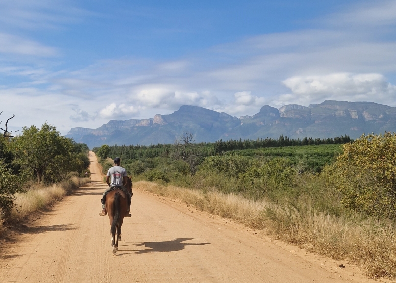 1 Hour Horseback Trail Safari Hoedspruit image 6