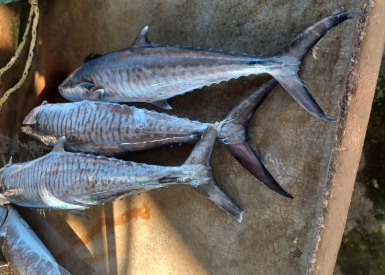 Fishing - Deepsea- Mozambique - 6 Nights image 2