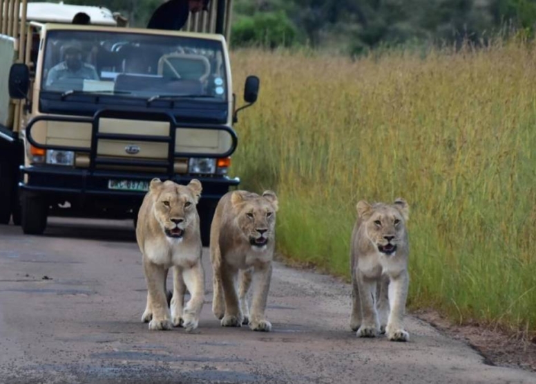 Scheduled Game Drive Manyane Gate Pilanesberg Game Reserve image 3