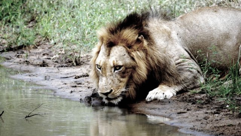 Full Day Kruger National Park Safari image 2