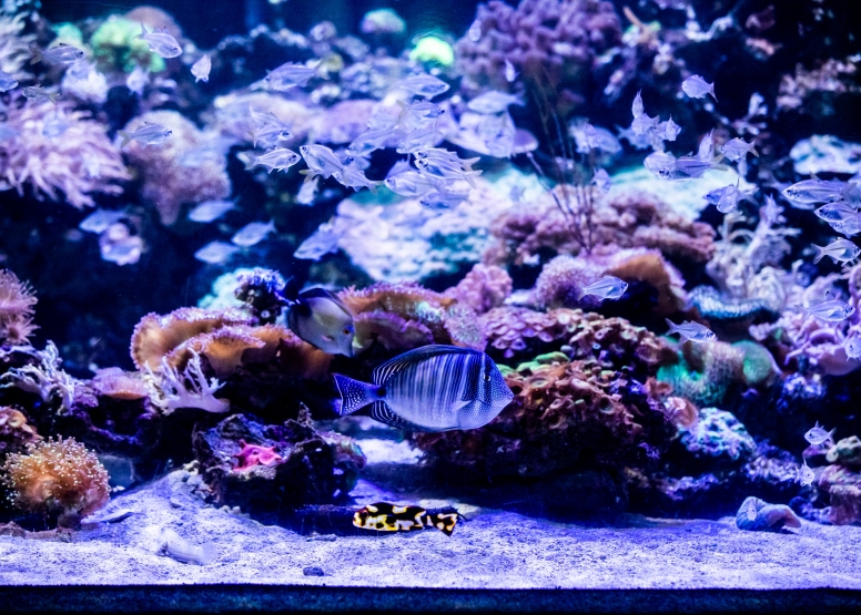 Two Oceans Aquarium Day Visit image 7