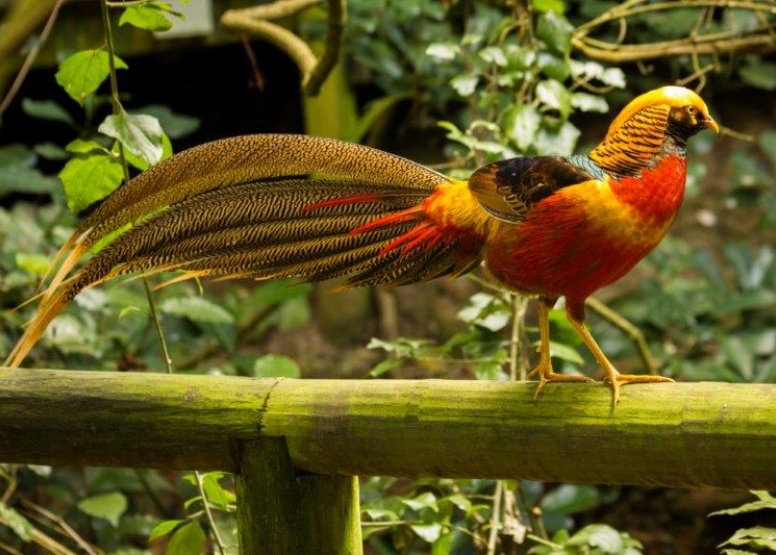 Birds of Eden and Jukani Wildlife Sanctuary image 8