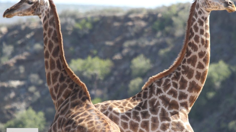 GAME DRIVE SUNRISE / SUNDOWNER image 11