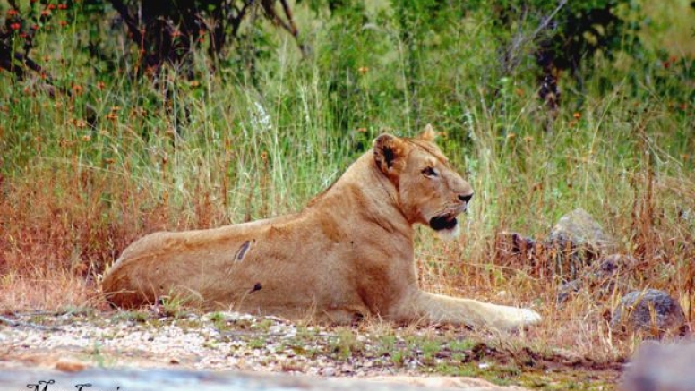 Lion King Tour image 9