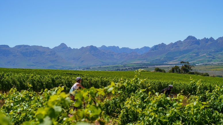 Stellenbosch Half Day Winelands EBike Tour image 1