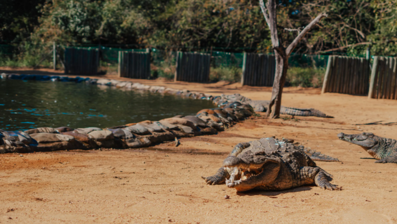 1 Hour Guided Crocodile Tour image 3