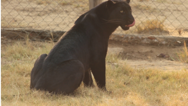 BLyde River Canyon and Moholoholo Wildlife Rehab Centre - 1 Day image 9