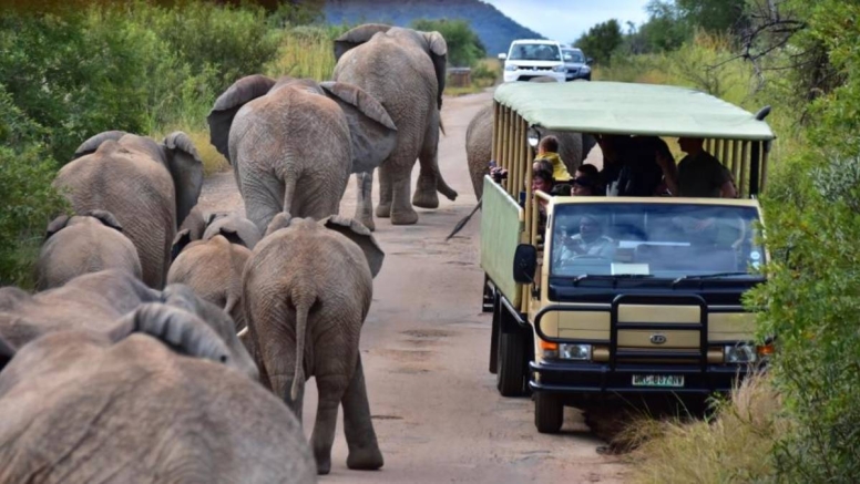 Scheduled Game Drive Manyane Gate Pilanesberg Game Reserve image 1