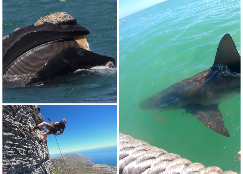 Abseil Shark Cage Diving and Whale Watching Adventure Combo Cape Town image 1