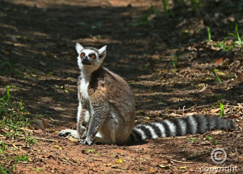 The Hidden Forest Wildlife Sanctuary image 9 The Hidden Forest Wildlife Sanctuary image 9