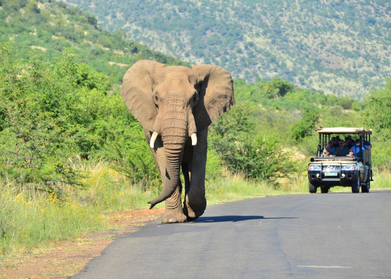 Scheduled Game Drive Sun City image 2