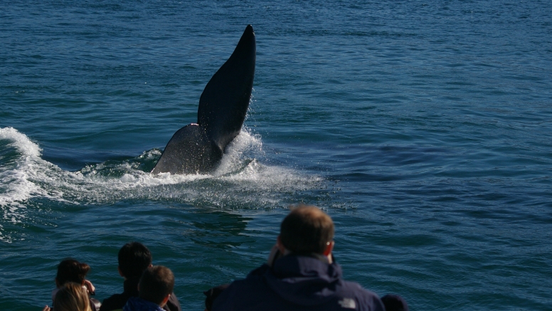 Hermanus Whale Watching with Southern Right Charters image 7