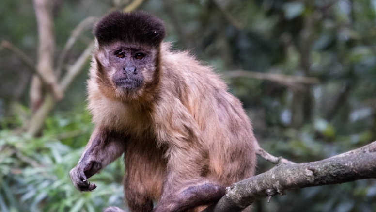 Monkeyland and Jukani Wildlife Sanctuary image 8