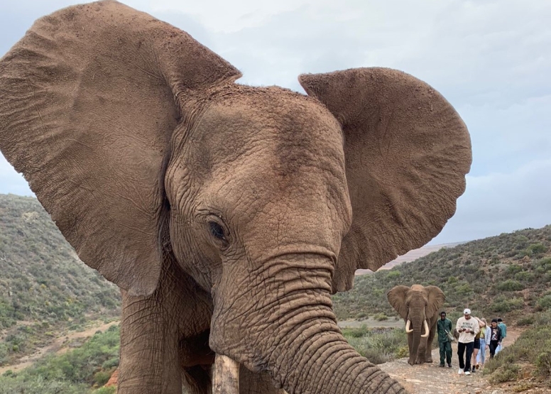 Elephant Interaction Mossel Bay image 7