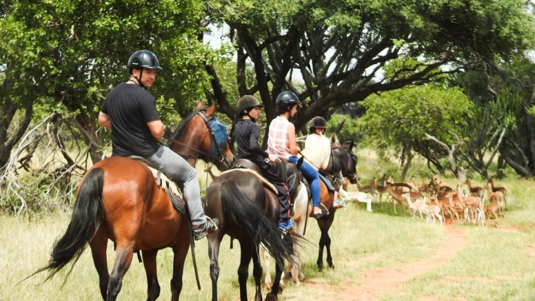 2 Hour Sunrise Safari Horse Ride Harties image 4