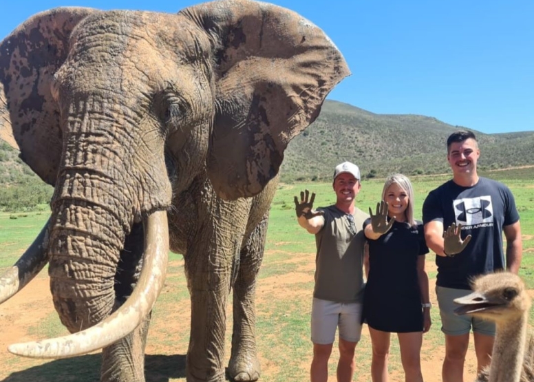 Elephant Interaction Mossel Bay image 3