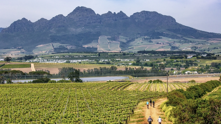 Stellenbosch Vineyard Meander image 6