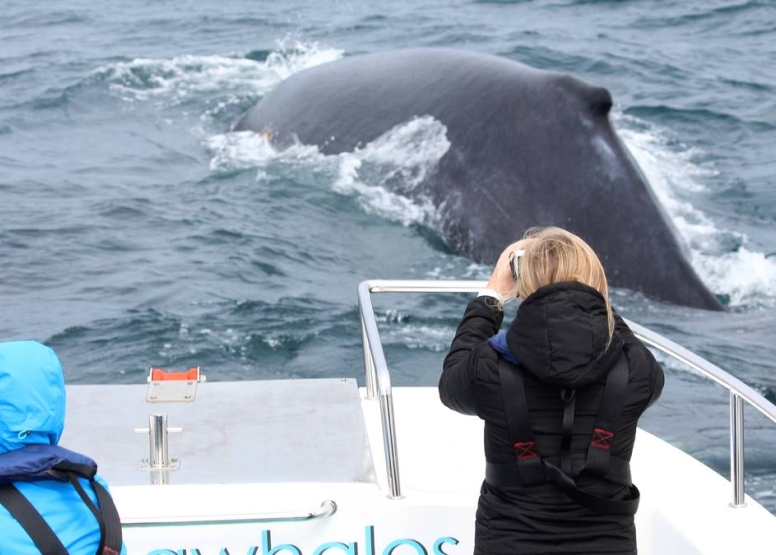 Knysna Whale Watching - Close Encounters image 4