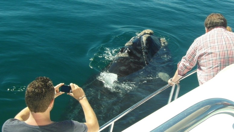 Hermanus Whale Watching with Southern Right Charters image 5