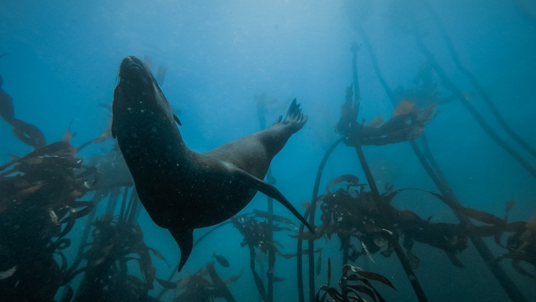 Freedive or snorkel with Seals Simon's Town image 1