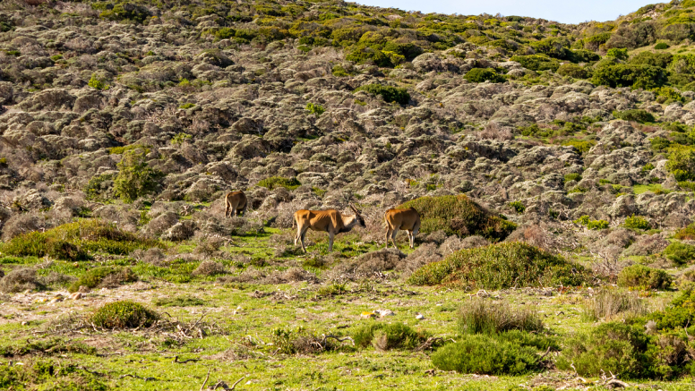 Half Day Cape Point image 3