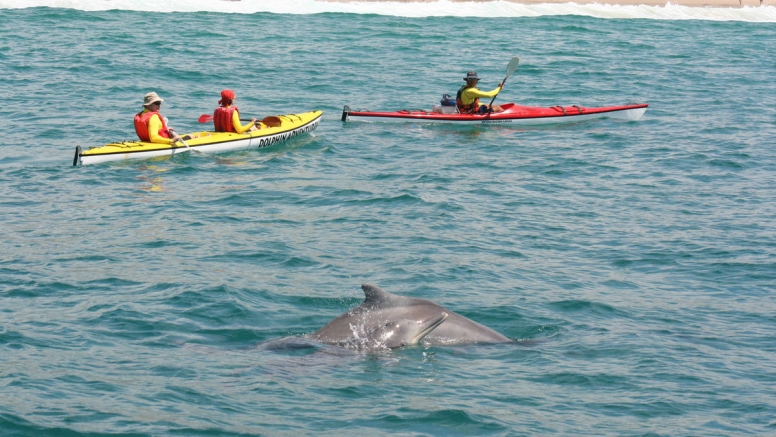 Dolphin Adventures Kayak image 3