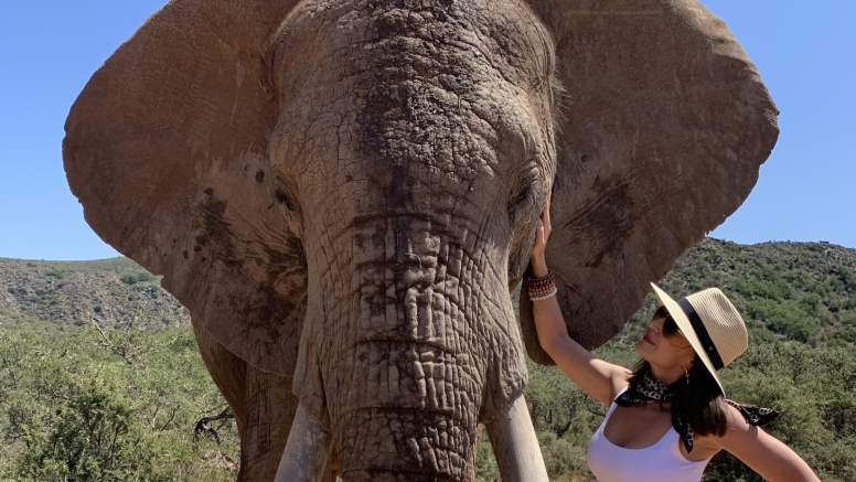 Elephant Interaction Mossel Bay image 8