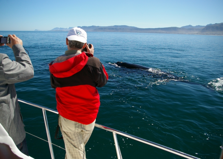 Hermanus Whale Watching with Southern Right Charters image 2