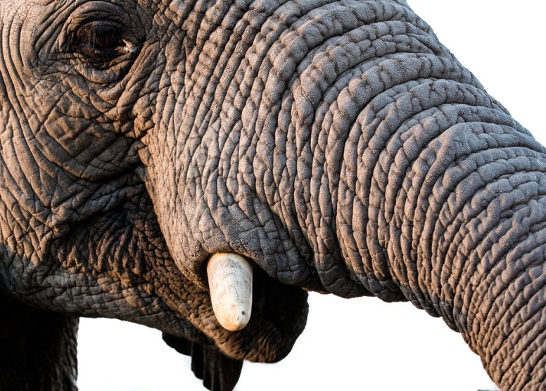 Elephant Moments at Jabulani Safari image 6