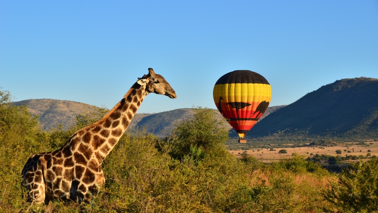 Pilanesberg Hot Air Balloon Safari image 4