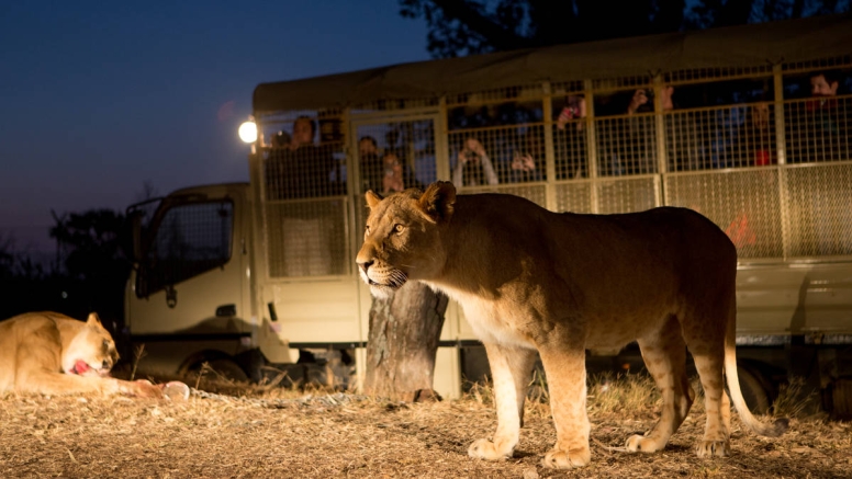 2 Hour Guided Safari Lion & Safari PArk image 7