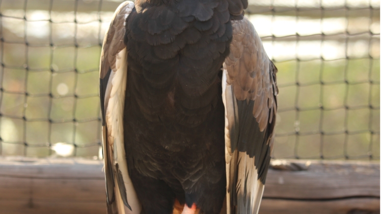 BLyde River Canyon and Moholoholo Wildlife Rehab Centre - 1 Day image 12
