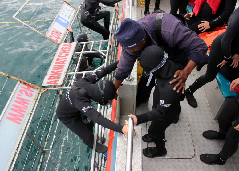 Shark Cage Diving Gansbaai with return transfer from Hermanus image 6