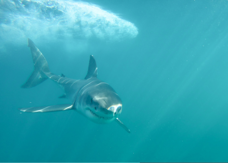 Shark Cage Diving Gansbaai with return transfer from Hermanus image 8